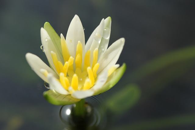 Nenúfar enano (Nymphaea thermarum)