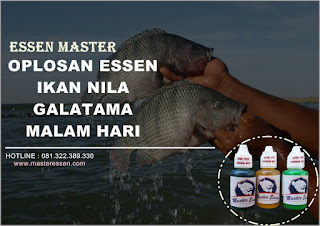 Essen Ikan Nila Galatama Malam Hari