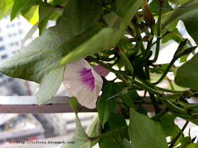 Sweet potato - Ipomoea potato