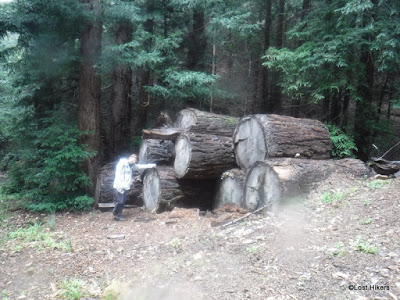 Big logs aside the trail after falling...