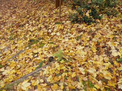 くろんど池 秋の紅葉ウォーキング