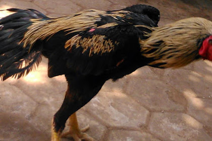 Tips Mengobati Ayam Yang Terkena Pukul Saraf