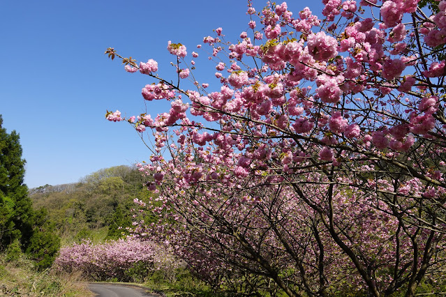 別所川渓流植物園　ヤエザクラ（八重桜）