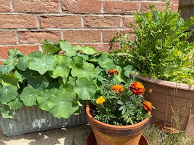 Flowering marigolds, nasturtiums and poppies in pots in garden