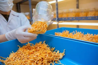 Cordyceps Mushroom Supplier in Eritrea