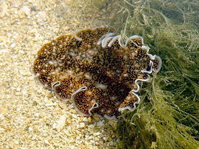 Flatworm (Acanthozoon sp.)