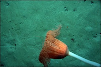 Un hydroïde découvert en 2008 dans les eaux Antarctiques. Photographie réalisée par la caméra DTIS/NZ IPY-CAML.