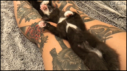 Cute Cat GIF • 3 sleepiest kittens of all time lying on their back on girl tattooed legs [ok-cats.com]