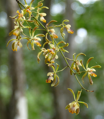 Encyclia alata - Winged Encyclia care