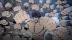 Souten no Ken Regenesis estreia dia 2 no Crunchyroll