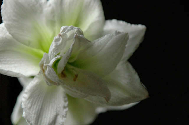 Amaryllis