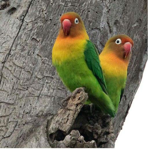 27 Macam Jenis Lovebird  dan Gambarnya Informasi Dunia Unggas