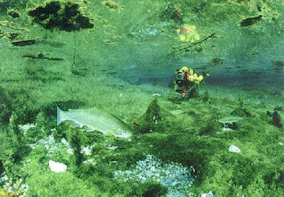 Beautiful Underwater Meadow