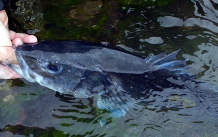 Saltwater fly fishing bass