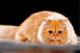 Gambar Kucing Persia Lucu 100021