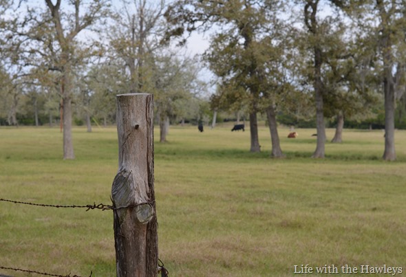 DSC_0650 DSC_0650