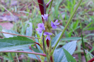 bunga rumput relaks minda