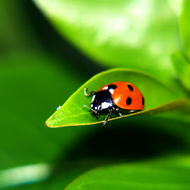 foto daun kualitas tinggi