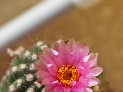 ピンク サボテン の 花 153178-ピンク サボテン の 花