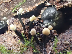 LIPNIK LEPKI (Holwaya mucida)