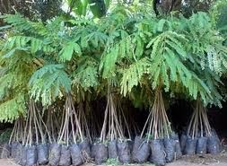 Manfaat Pohon Sengon  Untuk Obat Alami dan Pakan Ternak 