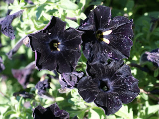 Petunia x atkinsiana 'Black Velvet' - Petunia 'Black Velvet'  - Petunia hybrida 'Black Velvet'  