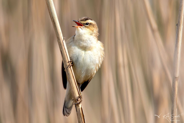 Sedge warbler