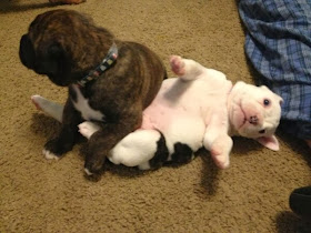 Cute dogs - part 9 (50 pics), puppy sits on other puppy
