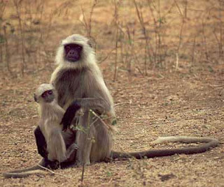 entelo Semnopithecus entellus asian monkeys