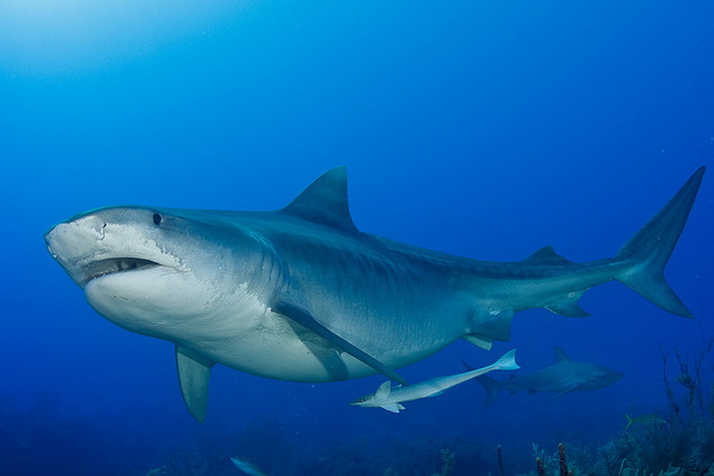 Alam Mengembang Jadi Guru Natural Born Killer Tiger Shark 