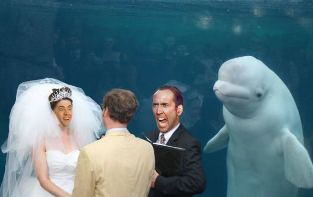 
When Beluga Whale Is The Most Important Thing At Your Wedding (26 pics).