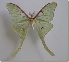 Luna moth