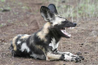 African Wild Dog