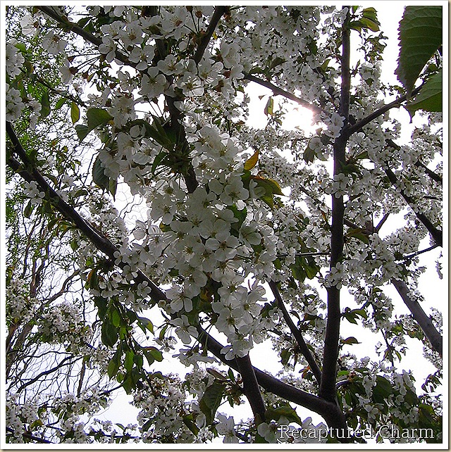canadian red cherry tree pictures. This is the Cherry tree in my