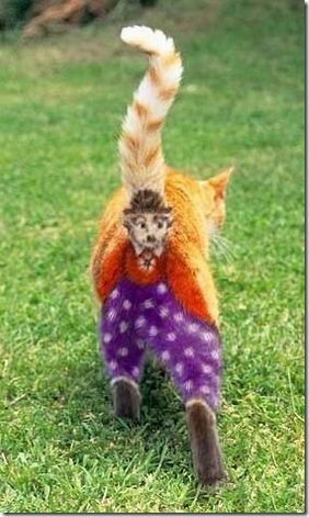 chaplin-cat