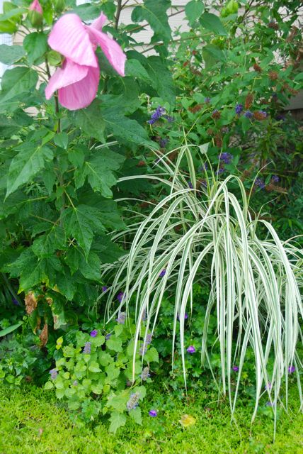 More in the Driveway Garden: Hibiscus 'Pink Elephant',white Miscanthus 'Dixieland',  a tall blue Buddleia and Agastache foeniculum 'Golden Jubilee'. The ground cover in front here is Sedum 'Acre' which is a much used cover plant in our gardens.