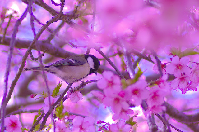 西志津多目的広場　河津桜　シジュウカラ