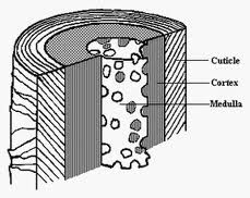 Cuticle Cortex Medulla