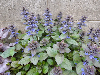 青いアジュガの花