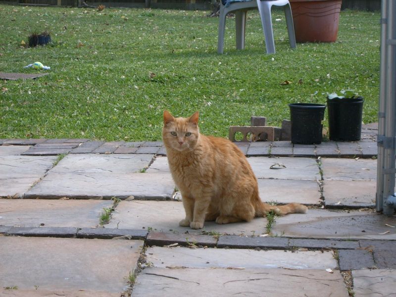  Mad  Mad  World Orange  tabby cat 