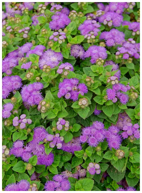 zeniszek+meksykanski+Ageratum+houstonianum