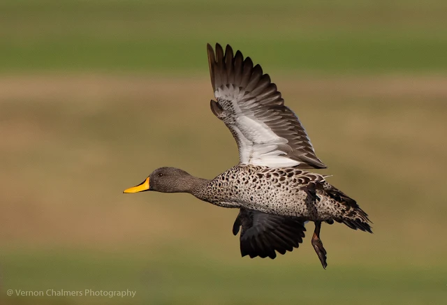 Yellow-Billed Duck in Flight - Woodbridge Island Cape Town