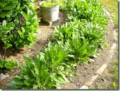 Woad