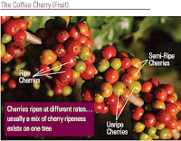 coffee cherries in different stages of ripeness