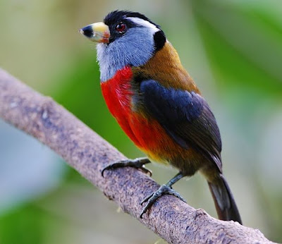 Foto: aves del Valle del Cauca colombia