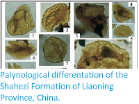 https://sciencythoughts.blogspot.com/2018/07/palynological-differentation-of-shahezi.html