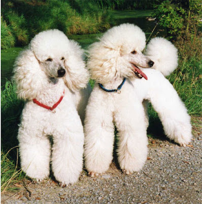 Why should you adopt a poodle dog