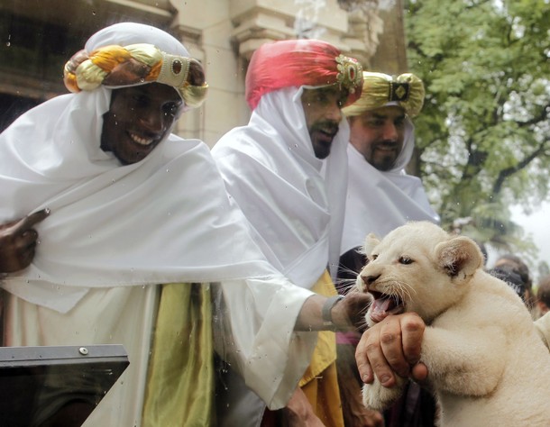 the three white lion cubs