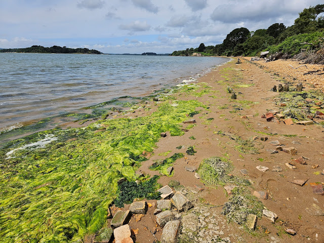 Sandy beach with really bright green seaweed strewn on the shoreline.