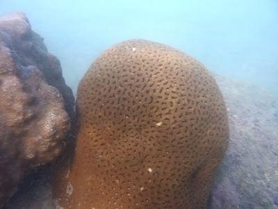 saintmartin coral Island